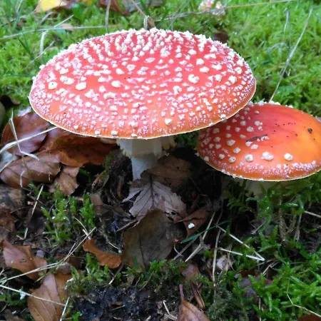 Moorhexe Appartamento Gelbensande