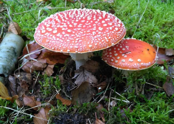 Moorhexe 公寓 Gelbensande